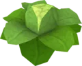 Cabbage
