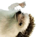 hahamaybe Discord emoji