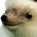 hahawhat Discord emoji
