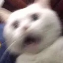 catshock2 Discord Emoji