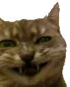 smug smug