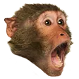NigChamp