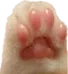 blankaBeans