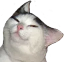 Smugcat smugcat Discord Emoji
