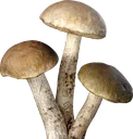 Shrooms