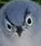 angrybird