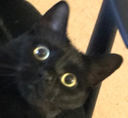 raffcat