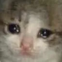 catcry