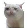 sadkot Discord emoji