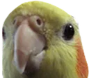 GoodBirb