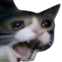 cease