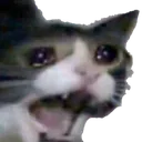sadcat