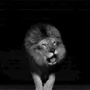 spookylion spookylion