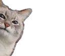 PeakingCat