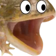 jimmyhPog