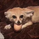 Fennec Fennec