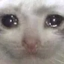cat8