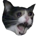 sadcat