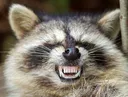 raccoonGASM