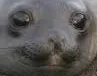 seal