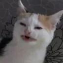 catdisgust