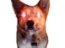 Triggered Doggo Discord Emoji