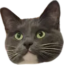 hulaconcern