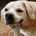 doggothink