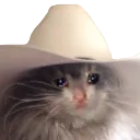 sadboycat