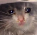 SadCate