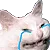 cattocrysu