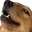 lwoof