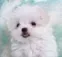 doggo