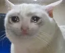 ImFelineSad ImFelineSad