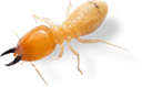 termite Discord emoji