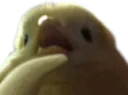 birbthinking