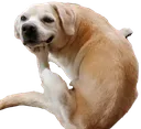 DogThink DogThink