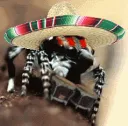 BongoSpider