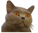 wut