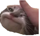 FeelsPettedCat