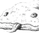 gobsquig