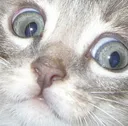 acat