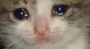 cryingcat cryingcat