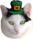 luckycat