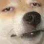 BoredDoggo BoredDoggo