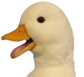 HappyDuck HappyDuck