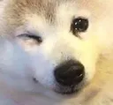 dogwink
