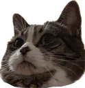 kittyface
