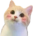 happy_cat