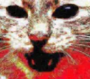 KotDisgusted
